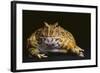 Chacoan Horned Frog-DLILLC-Framed Photographic Print