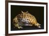 Chacoan Horned Frog-DLILLC-Framed Photographic Print