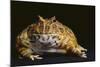 Chacoan Horned Frog-DLILLC-Mounted Photographic Print