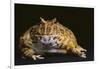 Chacoan Horned Frog-DLILLC-Framed Photographic Print