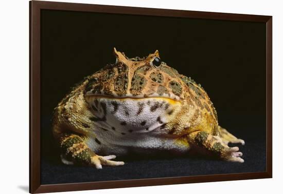 Chacoan Horned Frog-DLILLC-Framed Photographic Print