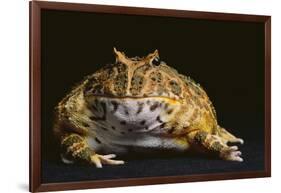 Chacoan Horned Frog-DLILLC-Framed Photographic Print