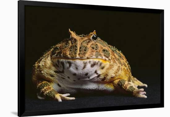 Chacoan Horned Frog-DLILLC-Framed Photographic Print