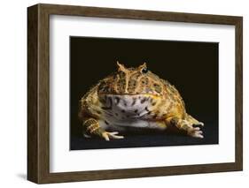 Chacoan Horned Frog-DLILLC-Framed Photographic Print