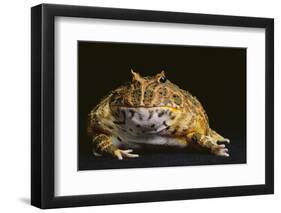 Chacoan Horned Frog-DLILLC-Framed Photographic Print