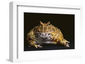 Chacoan Horned Frog-DLILLC-Framed Photographic Print