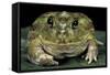 Chacophrys Pierottii (Lesser Chini Frog, Chaco Horned Frog)-Paul Starosta-Framed Stretched Canvas