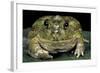 Chacophrys Pierottii (Lesser Chini Frog, Chaco Horned Frog)-Paul Starosta-Framed Photographic Print