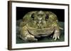 Chacophrys Pierottii (Lesser Chini Frog, Chaco Horned Frog)-Paul Starosta-Framed Photographic Print