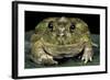 Chacophrys Pierottii (Lesser Chini Frog, Chaco Horned Frog)-Paul Starosta-Framed Photographic Print