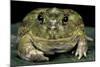 Chacophrys Pierottii (Lesser Chini Frog, Chaco Horned Frog)-Paul Starosta-Mounted Photographic Print