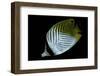 Chaetodon Auriga (Threadfin Butterflyfish)-Paul Starosta-Framed Photographic Print