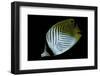 Chaetodon Auriga (Threadfin Butterflyfish)-Paul Starosta-Framed Photographic Print