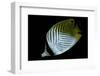 Chaetodon Auriga (Threadfin Butterflyfish)-Paul Starosta-Framed Photographic Print