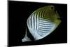 Chaetodon Auriga (Threadfin Butterflyfish)-Paul Starosta-Mounted Photographic Print
