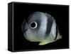 Chaetodon Capistratus (Foureye Butterflyfish, Four-Eyed Butterflyfish)-Paul Starosta-Framed Stretched Canvas