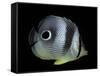 Chaetodon Capistratus (Foureye Butterflyfish, Four-Eyed Butterflyfish)-Paul Starosta-Framed Stretched Canvas