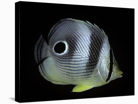 Chaetodon Capistratus (Foureye Butterflyfish, Four-Eyed Butterflyfish)-Paul Starosta-Stretched Canvas