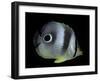 Chaetodon Capistratus (Foureye Butterflyfish, Four-Eyed Butterflyfish)-Paul Starosta-Framed Photographic Print