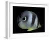 Chaetodon Capistratus (Foureye Butterflyfish, Four-Eyed Butterflyfish)-Paul Starosta-Framed Photographic Print