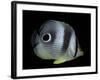 Chaetodon Capistratus (Foureye Butterflyfish, Four-Eyed Butterflyfish)-Paul Starosta-Framed Photographic Print