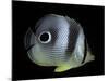 Chaetodon Capistratus (Foureye Butterflyfish, Four-Eyed Butterflyfish)-Paul Starosta-Mounted Photographic Print
