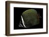 Chaetodon Collare (Redtail Butterflyfish, Collared Butterflyfish)-Paul Starosta-Framed Photographic Print