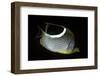 Chaetodon Ephippium (Saddle Butterflyfish, Blackblotch Butterflyfish)-Paul Starosta-Framed Photographic Print