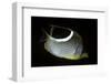 Chaetodon Ephippium (Saddle Butterflyfish, Blackblotch Butterflyfish)-Paul Starosta-Framed Photographic Print