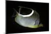 Chaetodon Ephippium (Saddle Butterflyfish, Blackblotch Butterflyfish)-Paul Starosta-Mounted Photographic Print