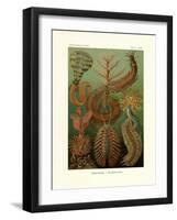 Chaetopoda, 1899-1904-null-Framed Giclee Print