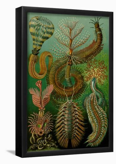 Chaetopoda Nature Art Print Poster by Ernst Haeckel-null-Framed Poster