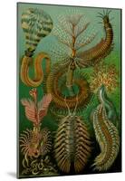 Chaetopoda Nature Art Print Poster by Ernst Haeckel-null-Mounted Poster