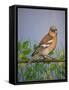 Chaffinch, 2016-Pat Scott-Framed Stretched Canvas