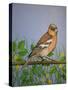 Chaffinch, 2016-Pat Scott-Stretched Canvas