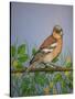 Chaffinch, 2016-Pat Scott-Stretched Canvas