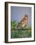 Chaffinch, 2016-Pat Scott-Framed Giclee Print