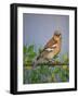 Chaffinch, 2016-Pat Scott-Framed Giclee Print