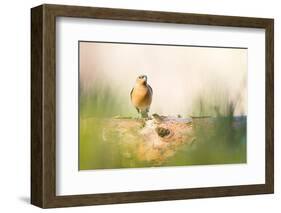 Chaffinch bird, Scotland, United Kingdom, Europe-Karen Deakin-Framed Photographic Print