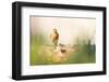 Chaffinch bird, Scotland, United Kingdom, Europe-Karen Deakin-Framed Photographic Print