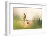 Chaffinch bird, Scotland, United Kingdom, Europe-Karen Deakin-Framed Photographic Print