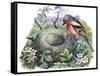 Chaffinch (Fringilla Coelebs) Building Nest-null-Framed Stretched Canvas