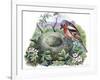 Chaffinch (Fringilla Coelebs) Building Nest-null-Framed Giclee Print