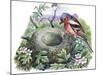 Chaffinch (Fringilla Coelebs) Building Nest-null-Mounted Giclee Print