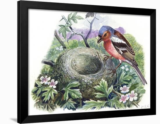 Chaffinch (Fringilla Coelebs) Building Nest-null-Framed Giclee Print