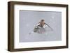 Chaffinch (Fringilla Coelebs) Male in Flight in Snow. Glenfeshie, Scotland, February-Peter Cairns-Framed Photographic Print