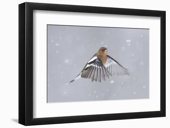 Chaffinch (Fringilla Coelebs) Male in Flight in Snow. Glenfeshie, Scotland, February-Peter Cairns-Framed Photographic Print