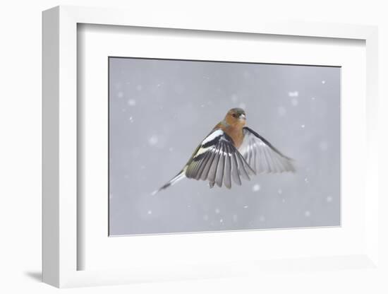 Chaffinch (Fringilla Coelebs) Male in Flight in Snow. Glenfeshie, Scotland, February-Peter Cairns-Framed Photographic Print