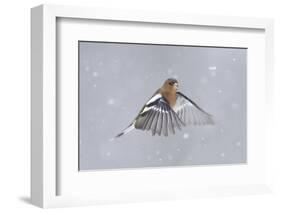 Chaffinch (Fringilla Coelebs) Male in Flight in Snow. Glenfeshie, Scotland, February-Peter Cairns-Framed Photographic Print