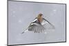 Chaffinch (Fringilla Coelebs) Male in Flight in Snow. Glenfeshie, Scotland, February-Peter Cairns-Mounted Photographic Print